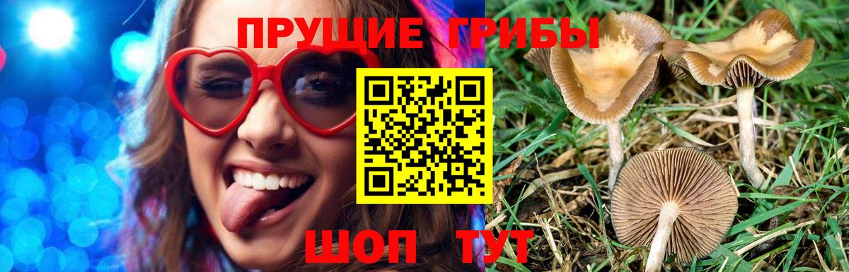 Галлюциногенные грибы Psilocybe Ханты-Мансийск